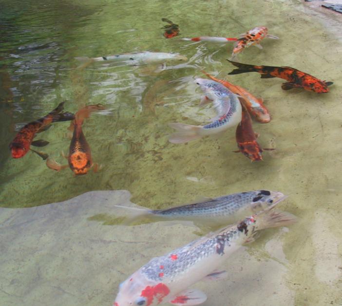 [Niina's koi carps]